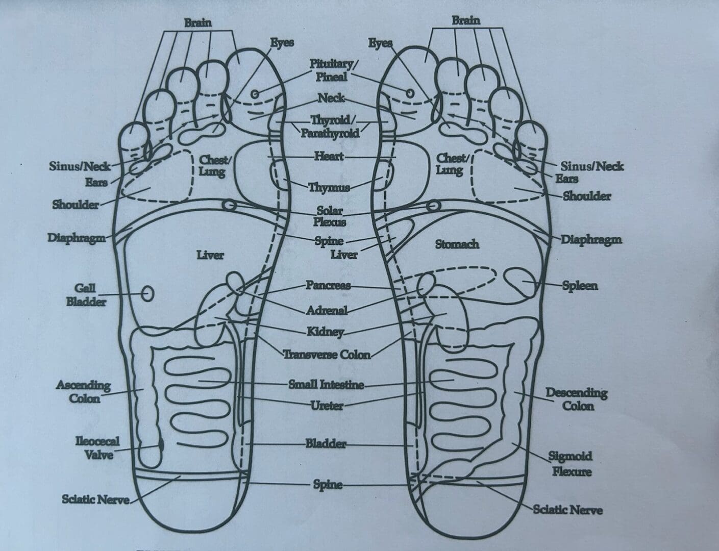 "Reflexology foot chart illustrating wellness, relaxation, balance, and harmony through pressure points."